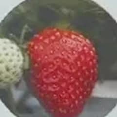おいCベリー